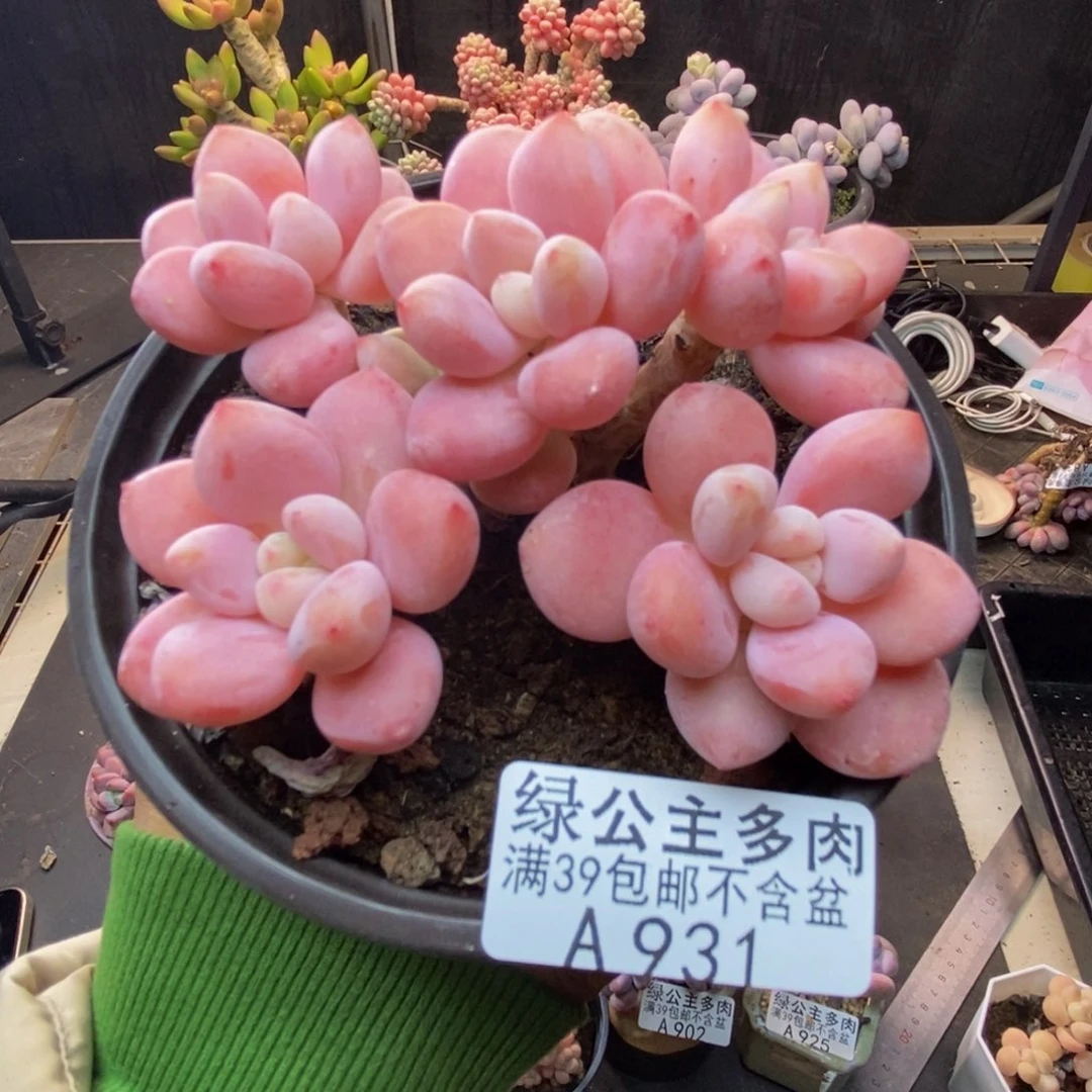 931樱花洛神多肉8c m