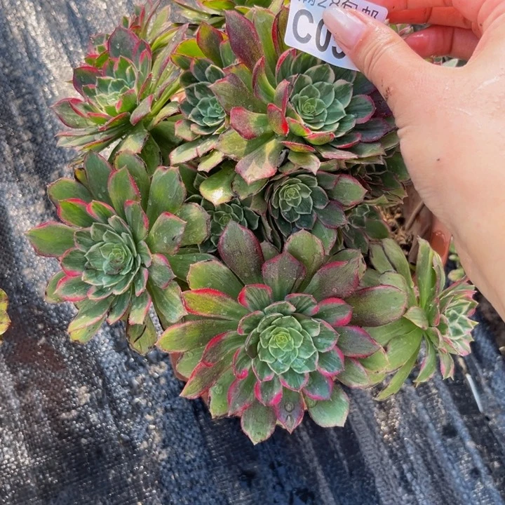 53多肉植物一物一拍