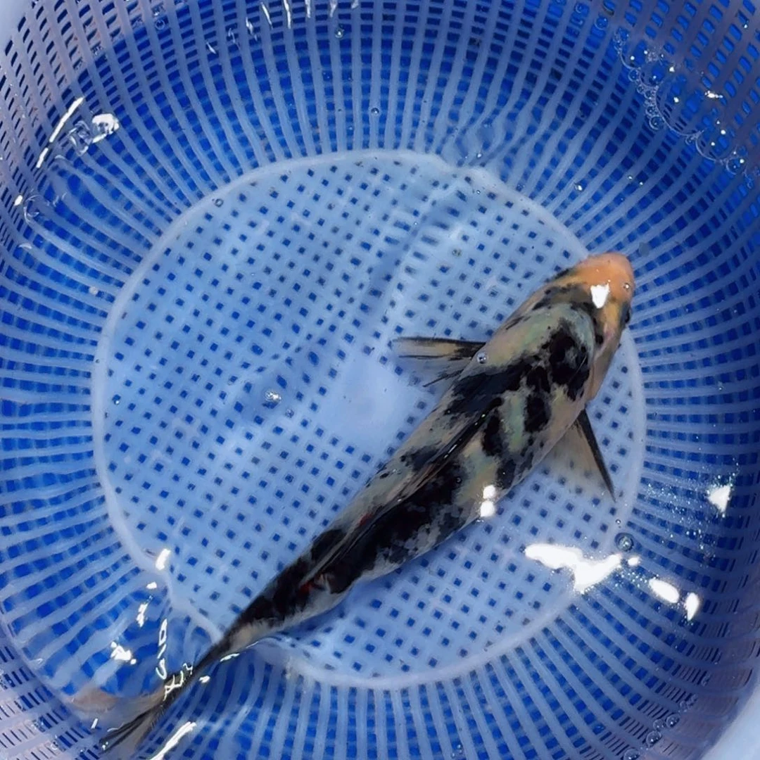 锦鲤精品甄选血统锦鲤