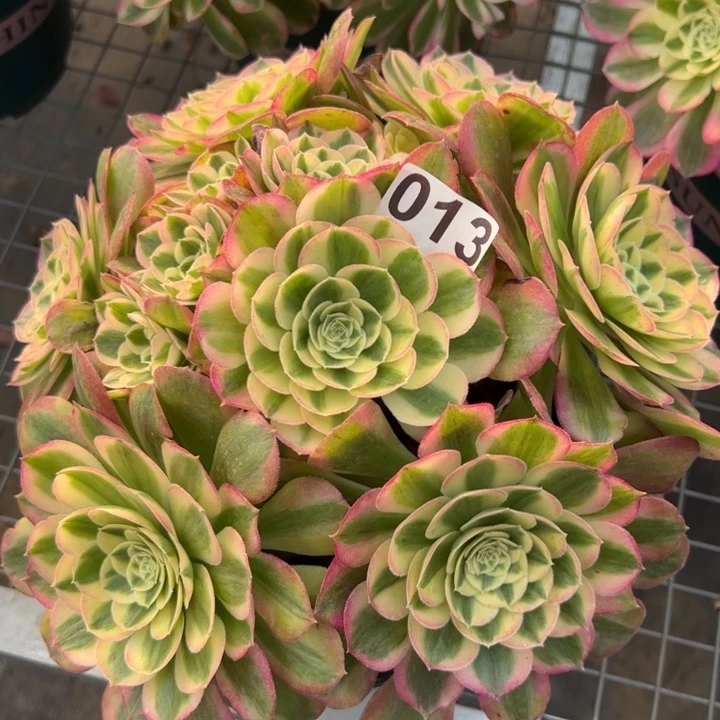 013玉资25厘米左右