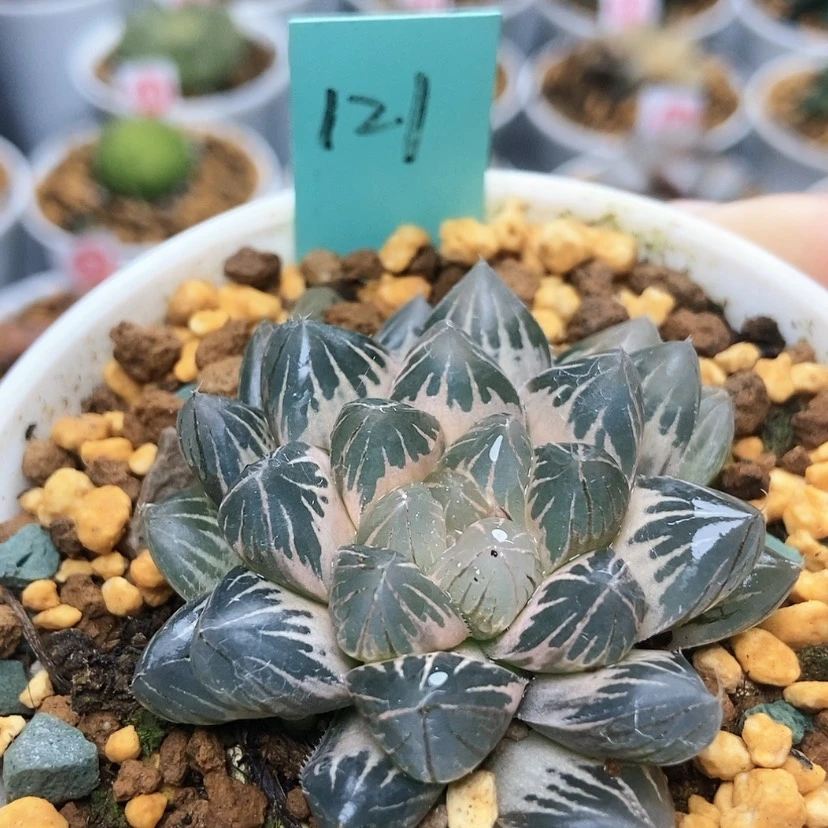 【闪购商品】布*恩121糊斑