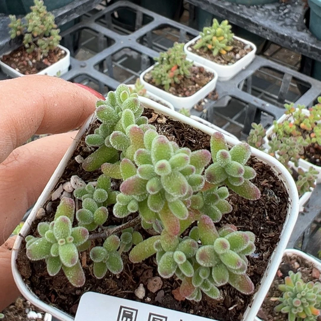 芳*472冰糖枝干番杏很好好看