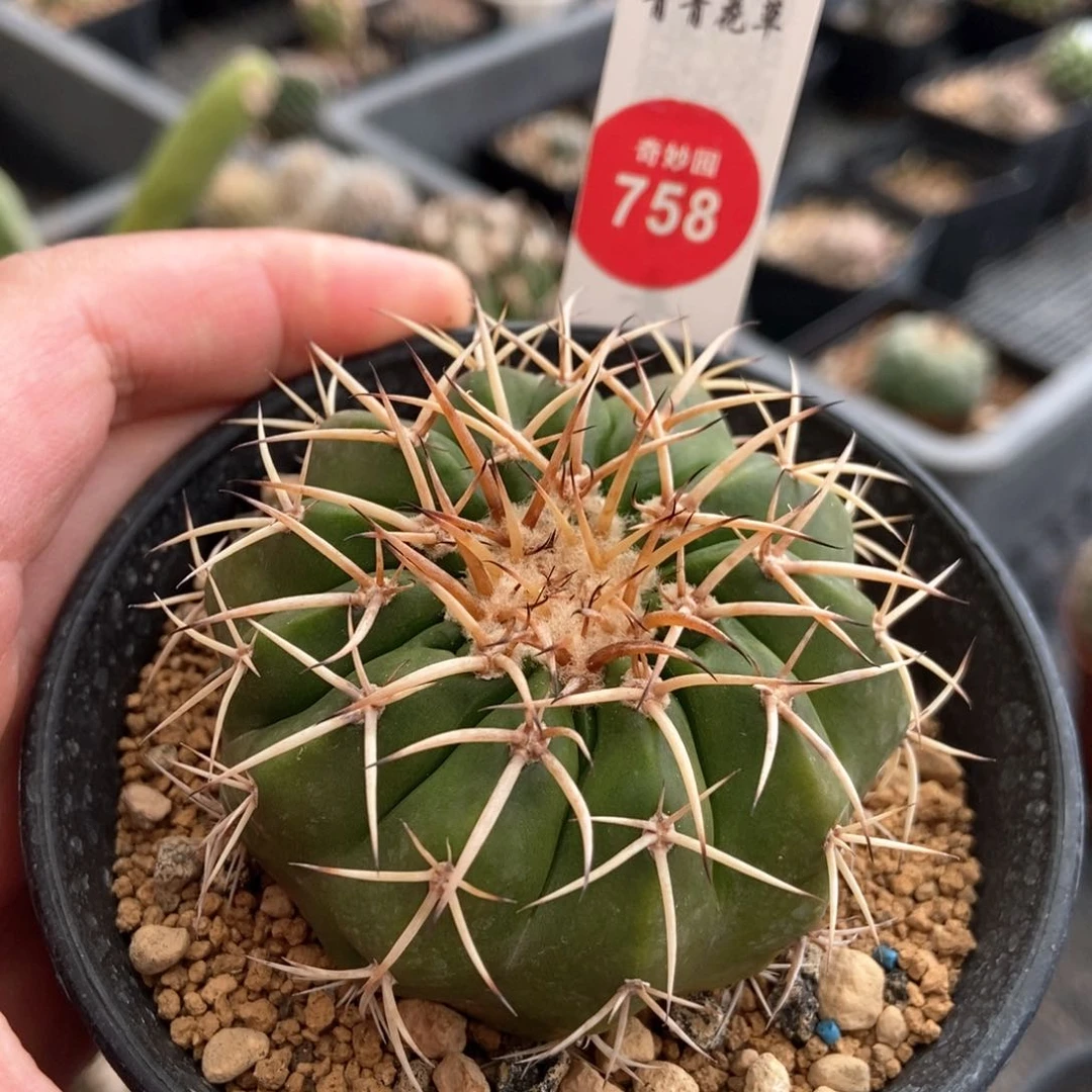 狂刺圆盘玉一颗6.1cm