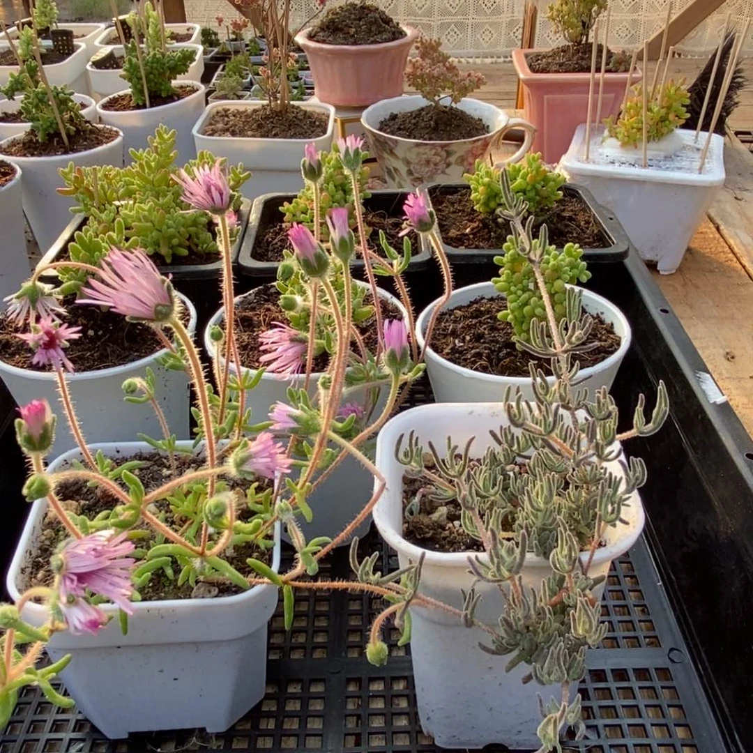 枝干番杏多肉植物360