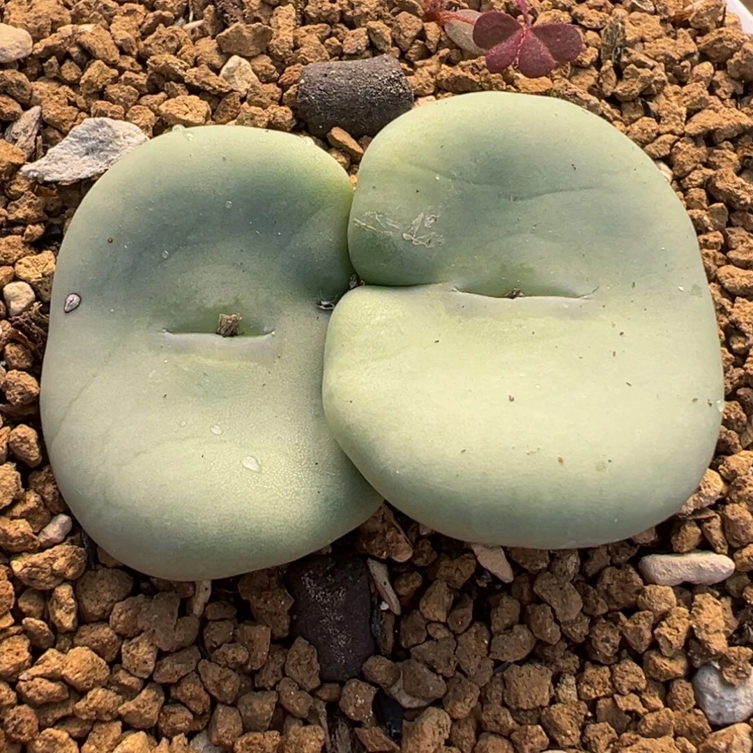 白花大饼多肉植物盆栽花卉