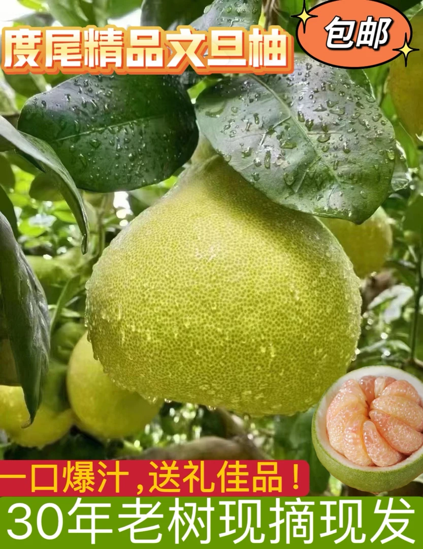 福建度尾文旦柚酸甜可口老树新鲜采摘正宗红心文旦柚