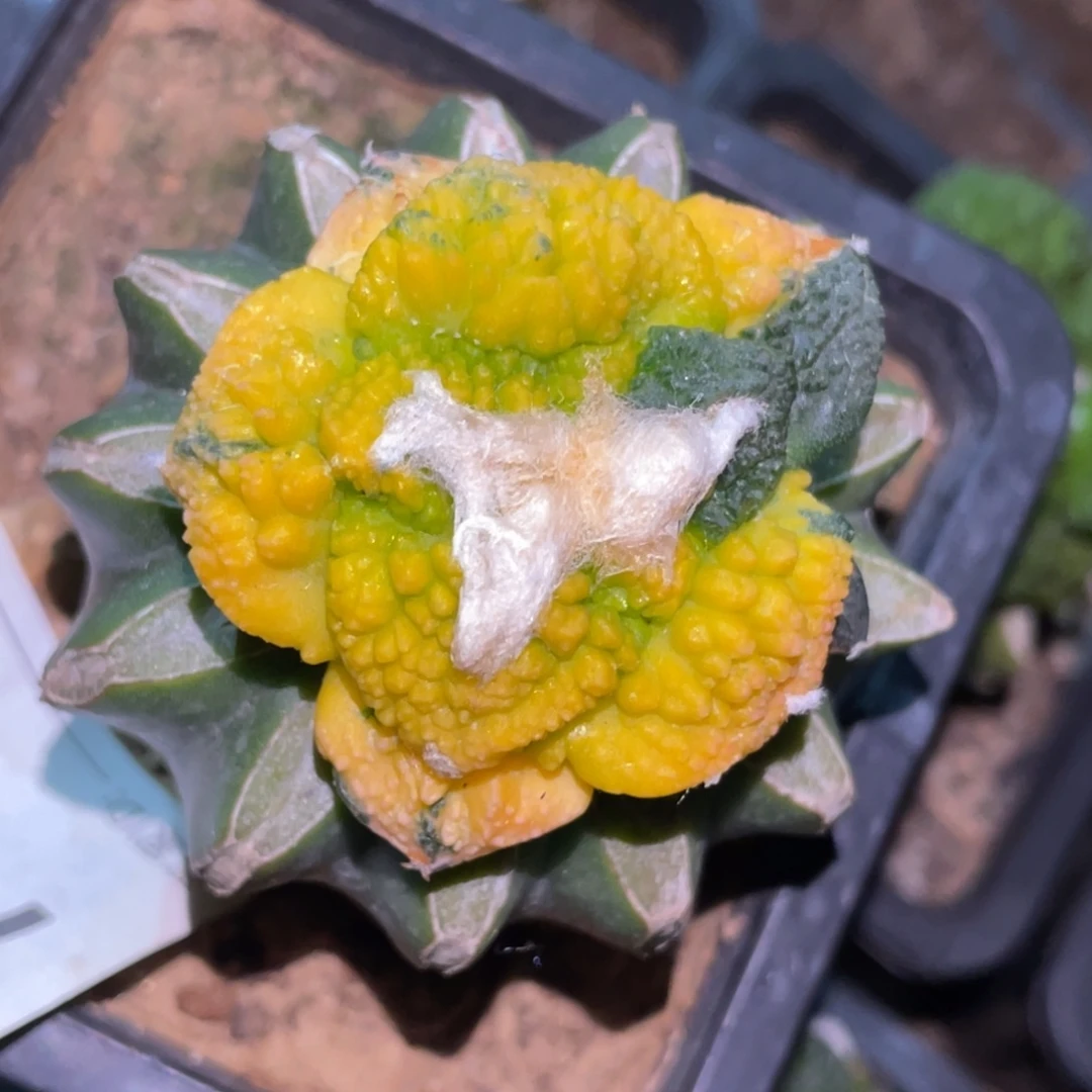 甜***心全部花朵仙人球开花 牡丹锦 779