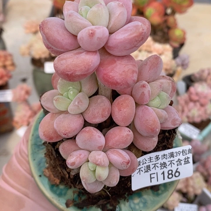 樱花洛神7cm186多肉植物