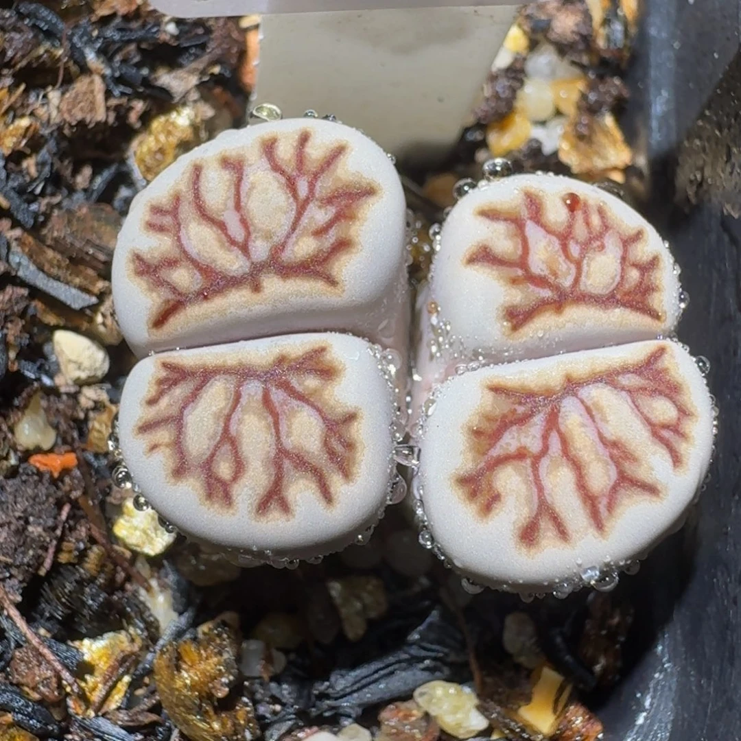 绝绝绝绝子生石花3145