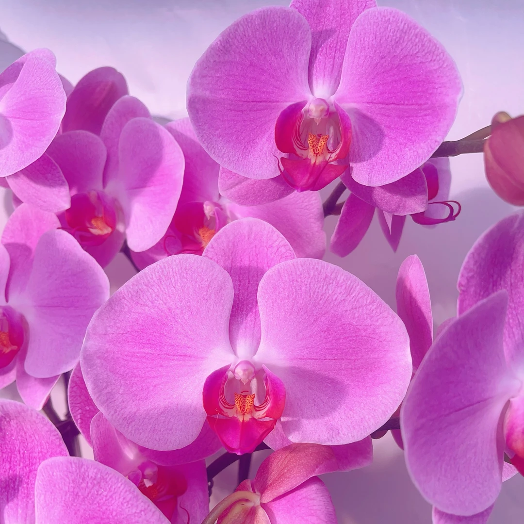 05【粉冠军】大花型.精品蝴蝶兰.室内植物