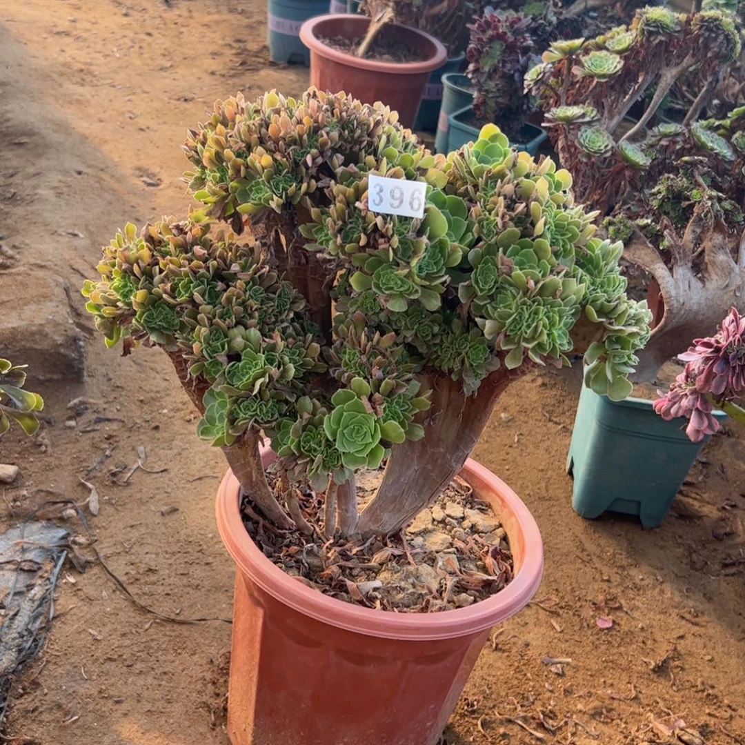 甜***蜜玫瑰缀396官府36厘米