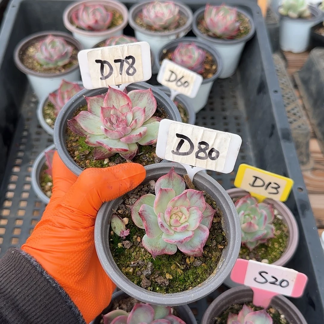 熊***毛D78-80惊鸿单头多肉