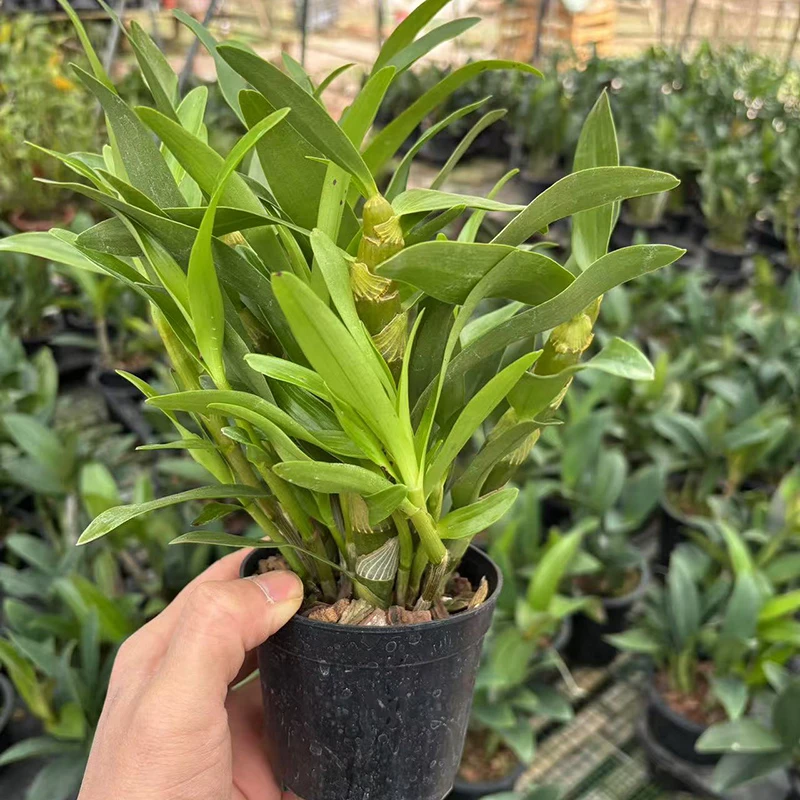 金钻春石斛兰盆景 带花和不带花随机发