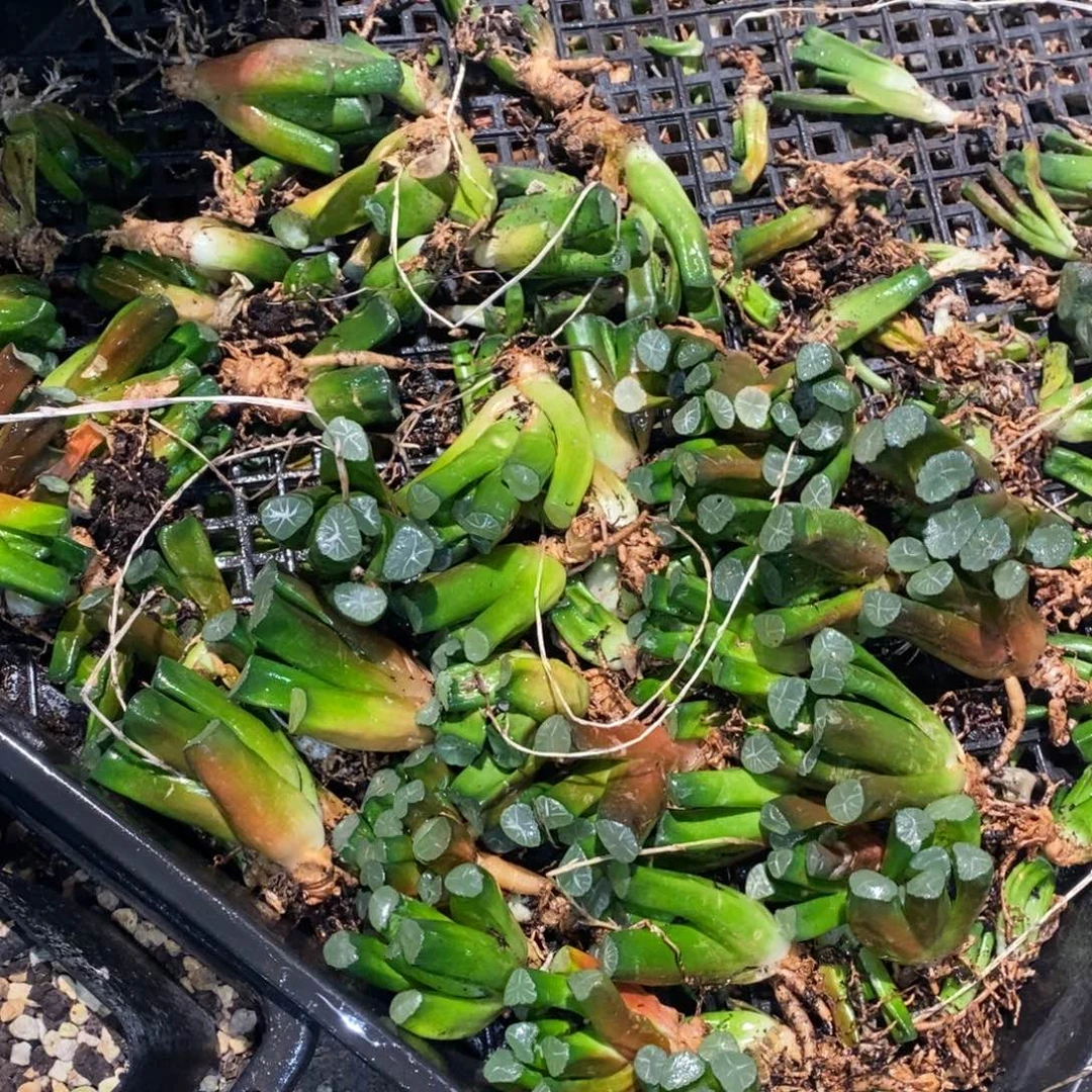 2127 一颗实生小万象 周末整点福利