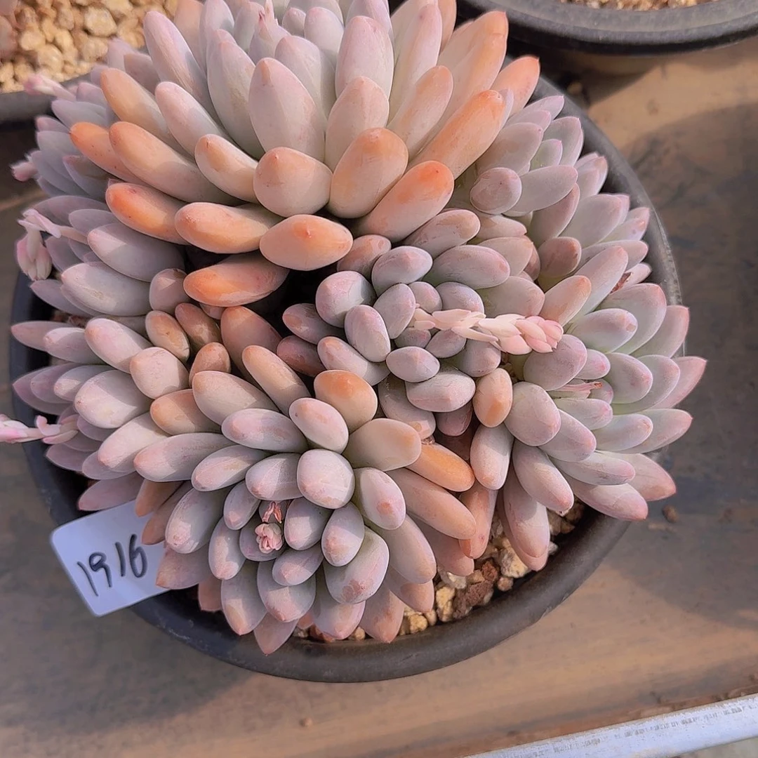 用****21916香水多肉植物