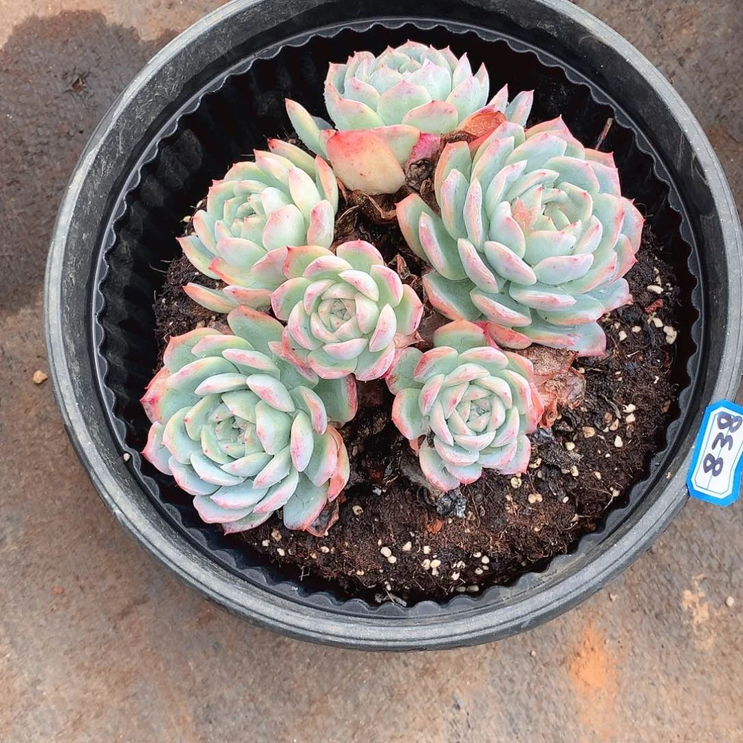 838莎莎一物一拍多肉