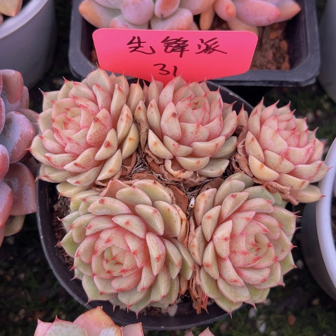 香玉的故事是一个人的故事