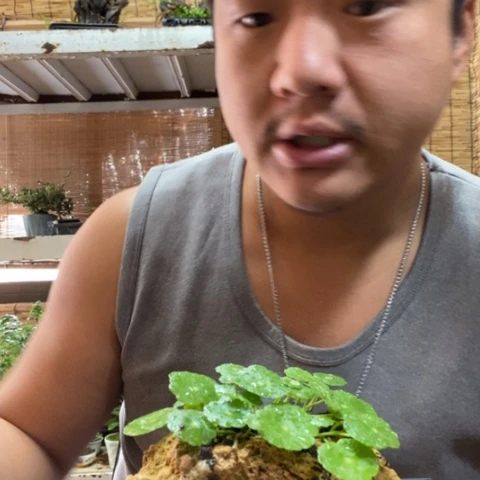 红陶土*一物一拍所见即所得267