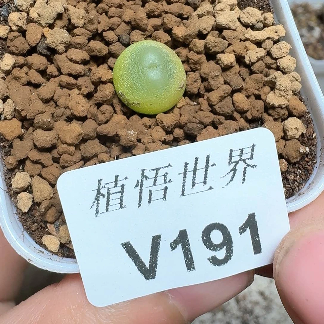 191号多肉植物哇f g