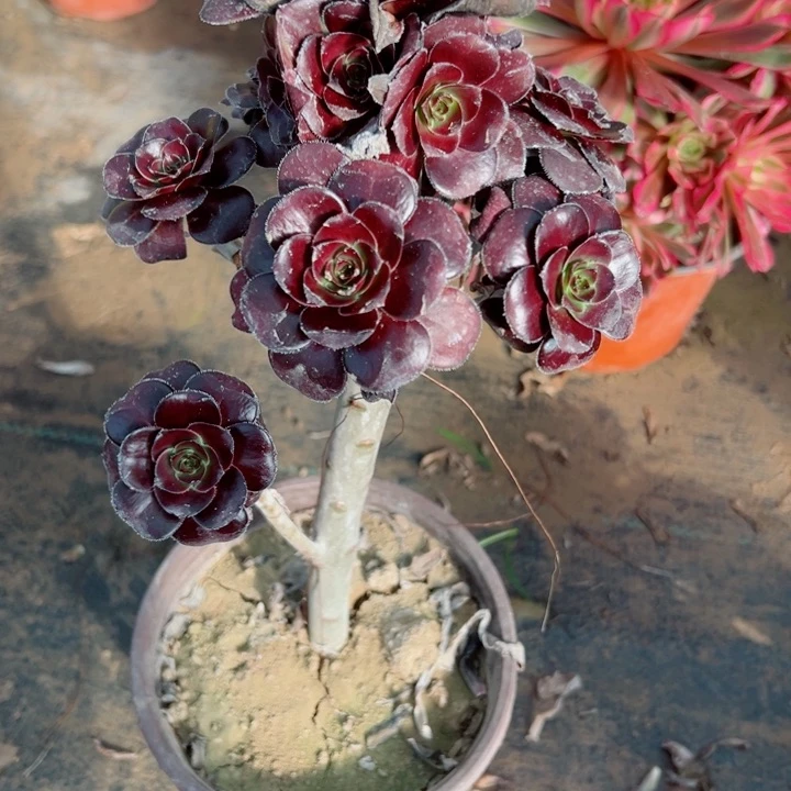 08紫牡丹多肉植物的