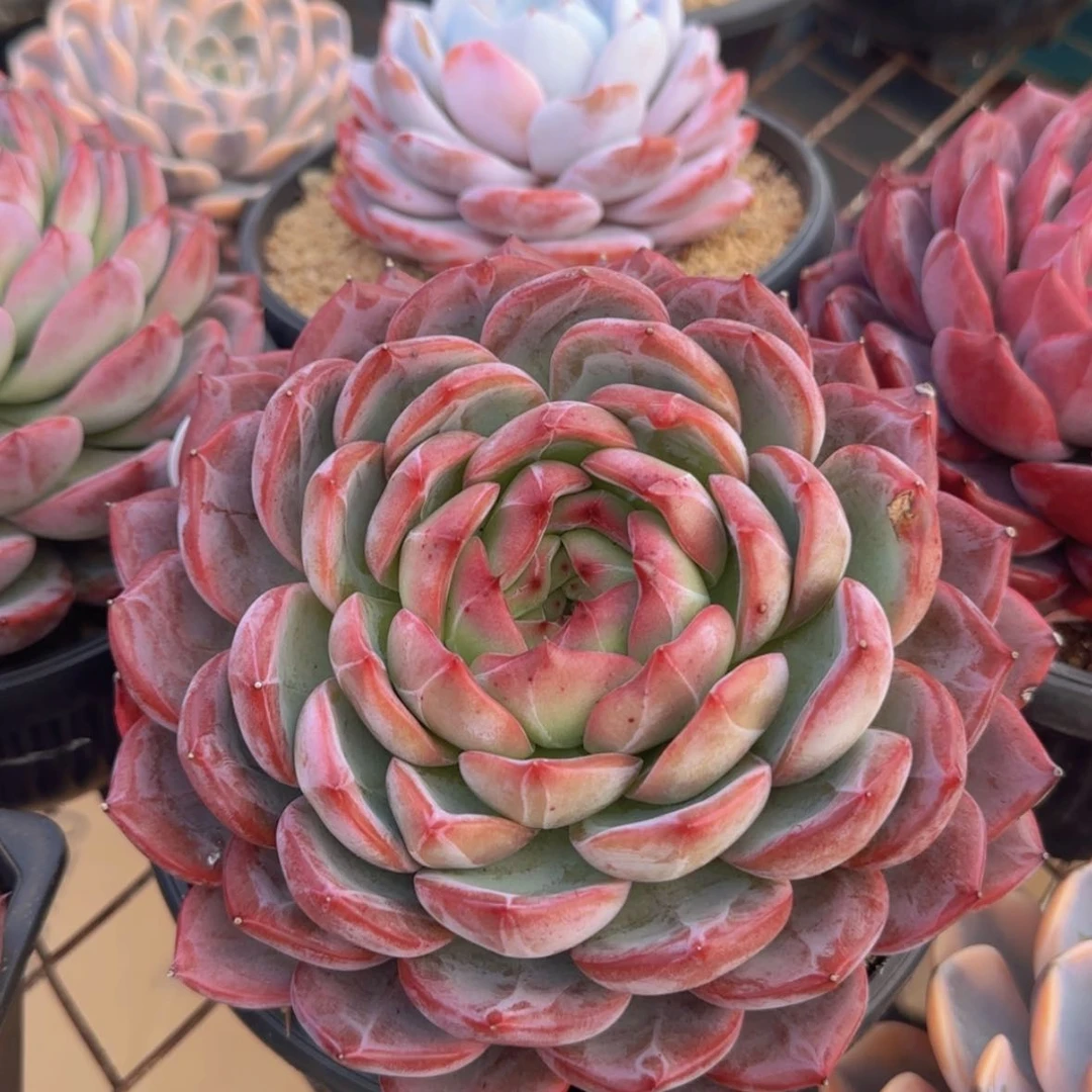 【闪购商品】母本红鸾39.9