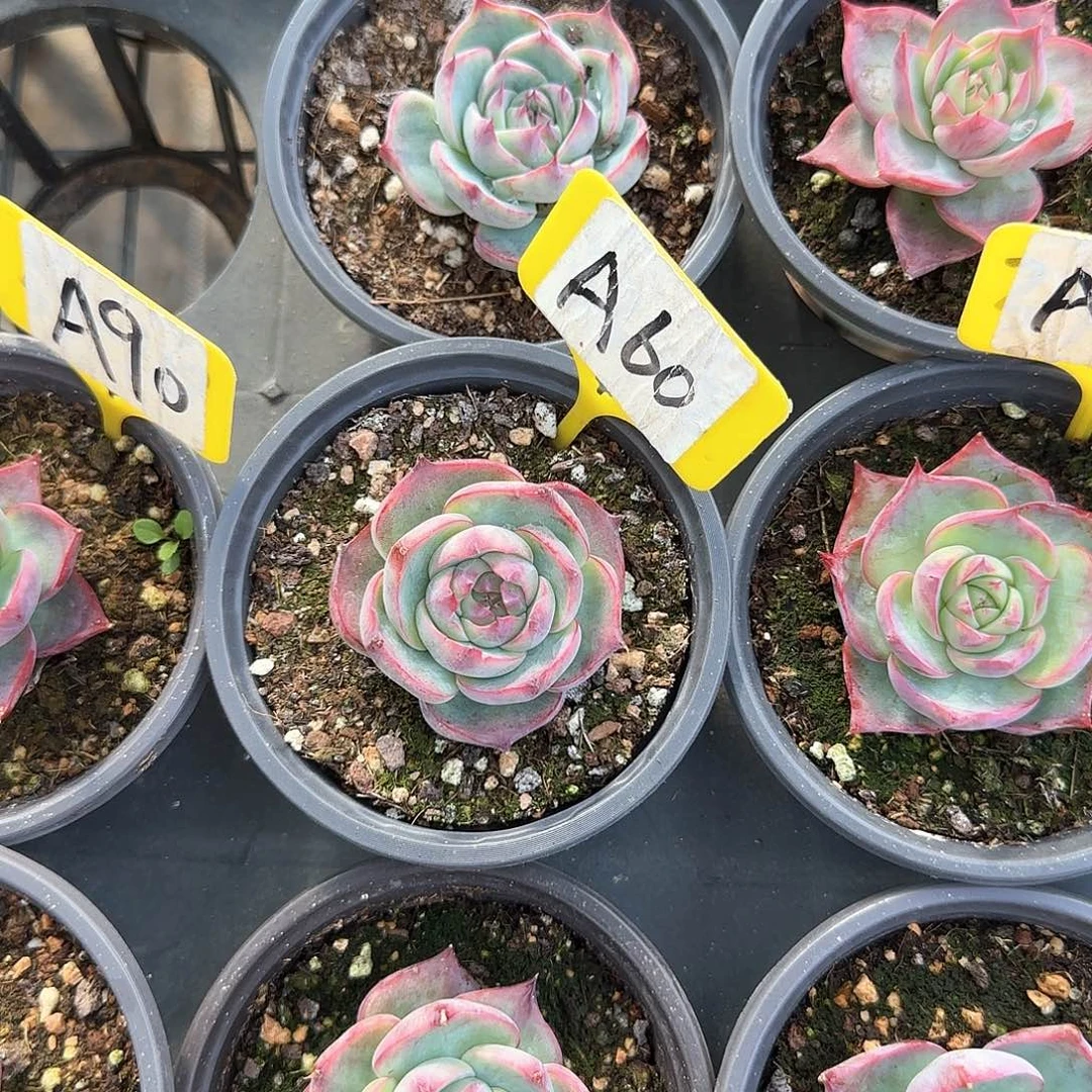 熊***毛A60惊鸿单头多肉