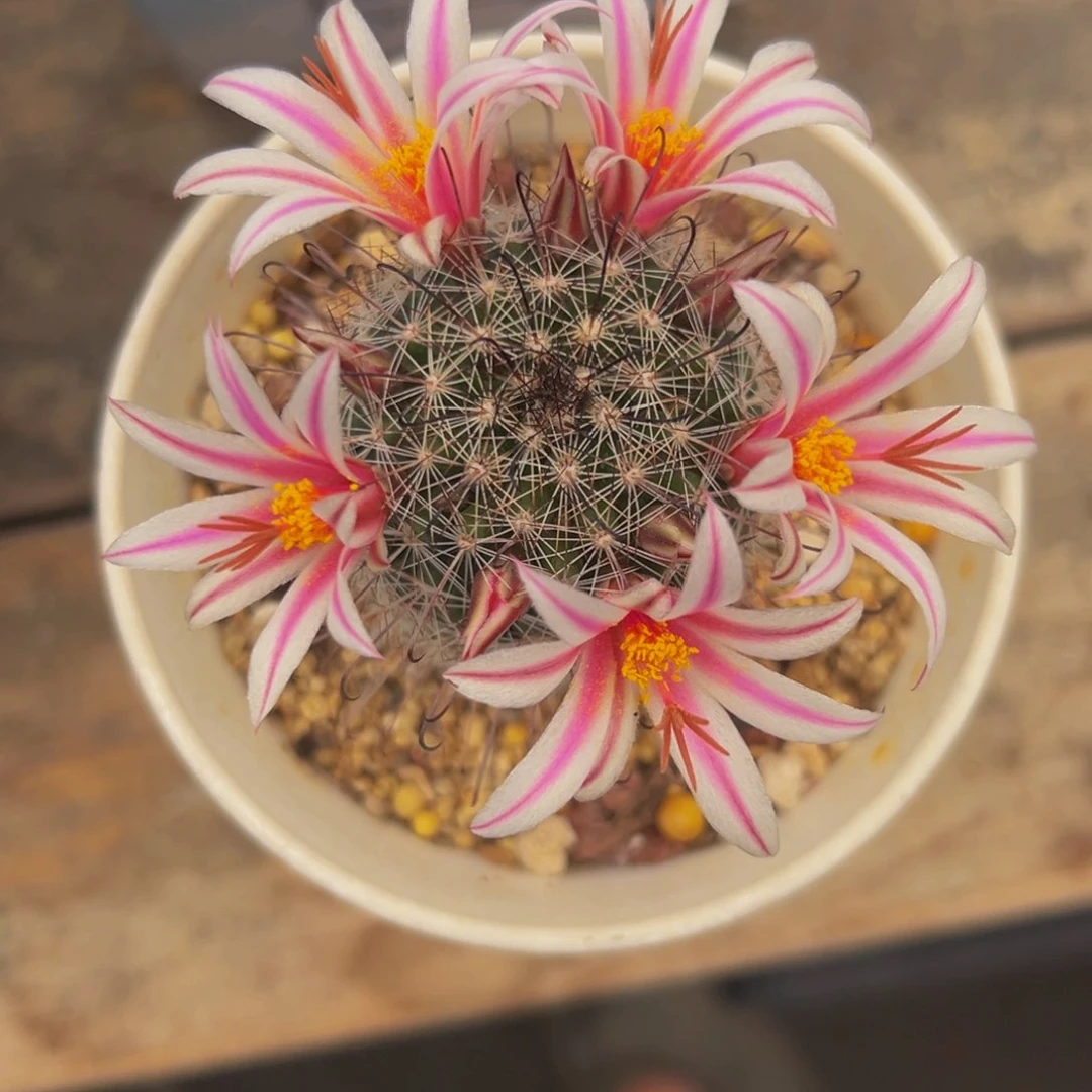 维***贝实生根黑心704多肉植物