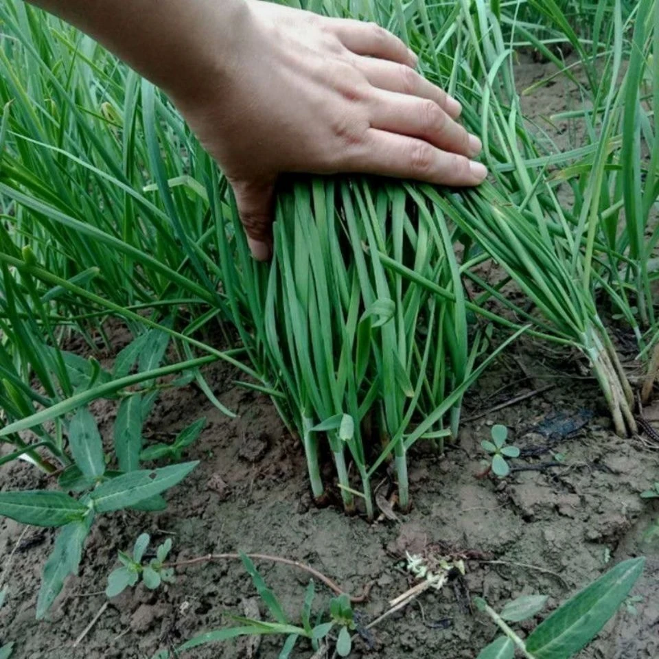 韭菜农家自己种的