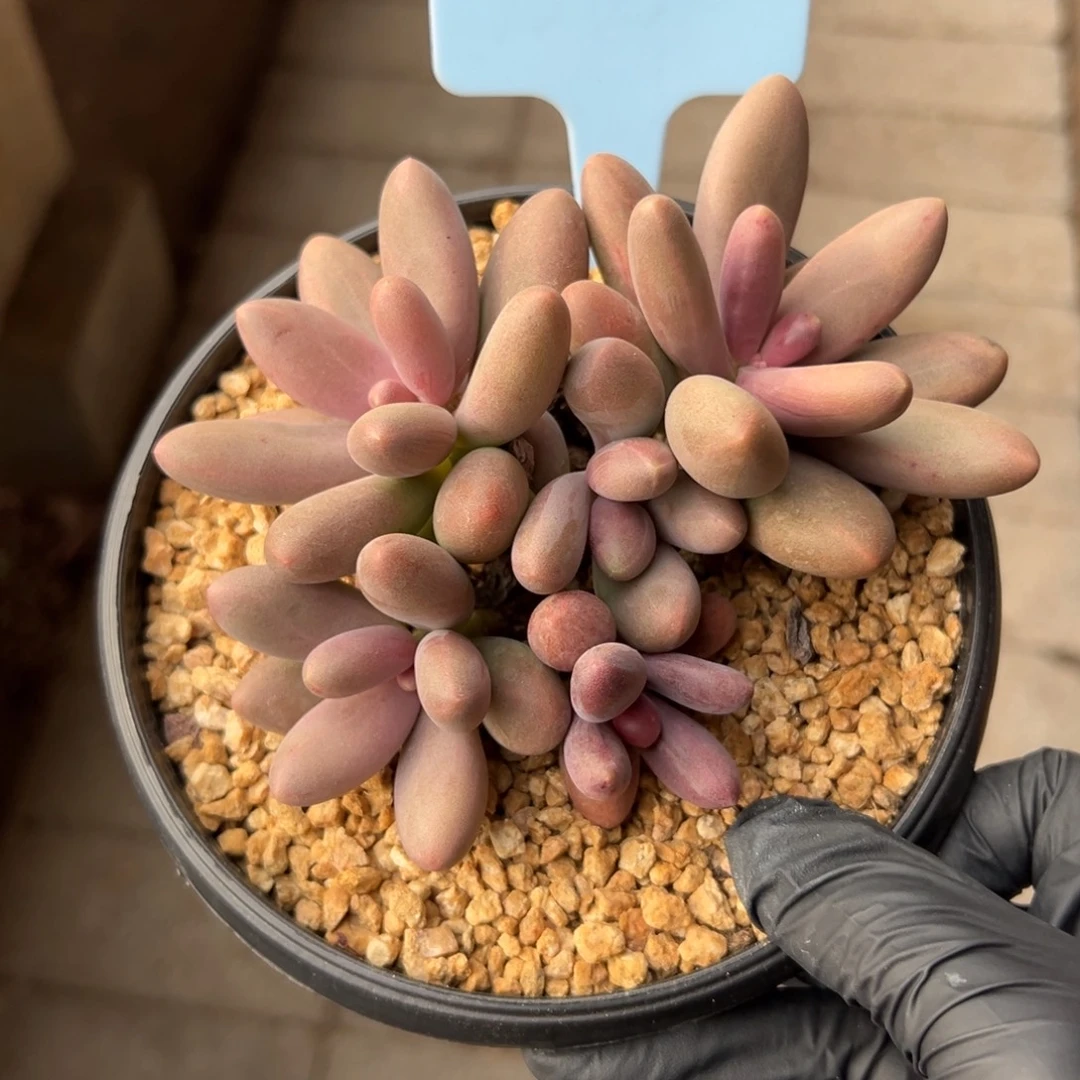 糖果美人111111111111