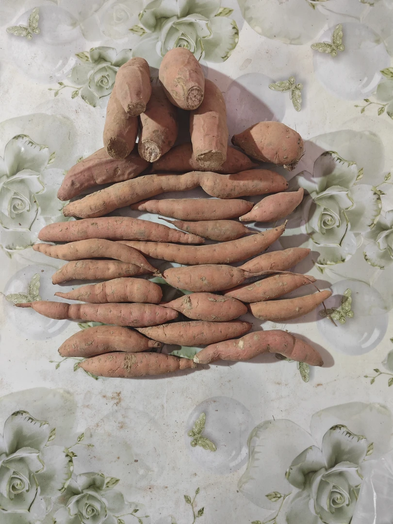 (活动)烟薯25号拇指果小果残果