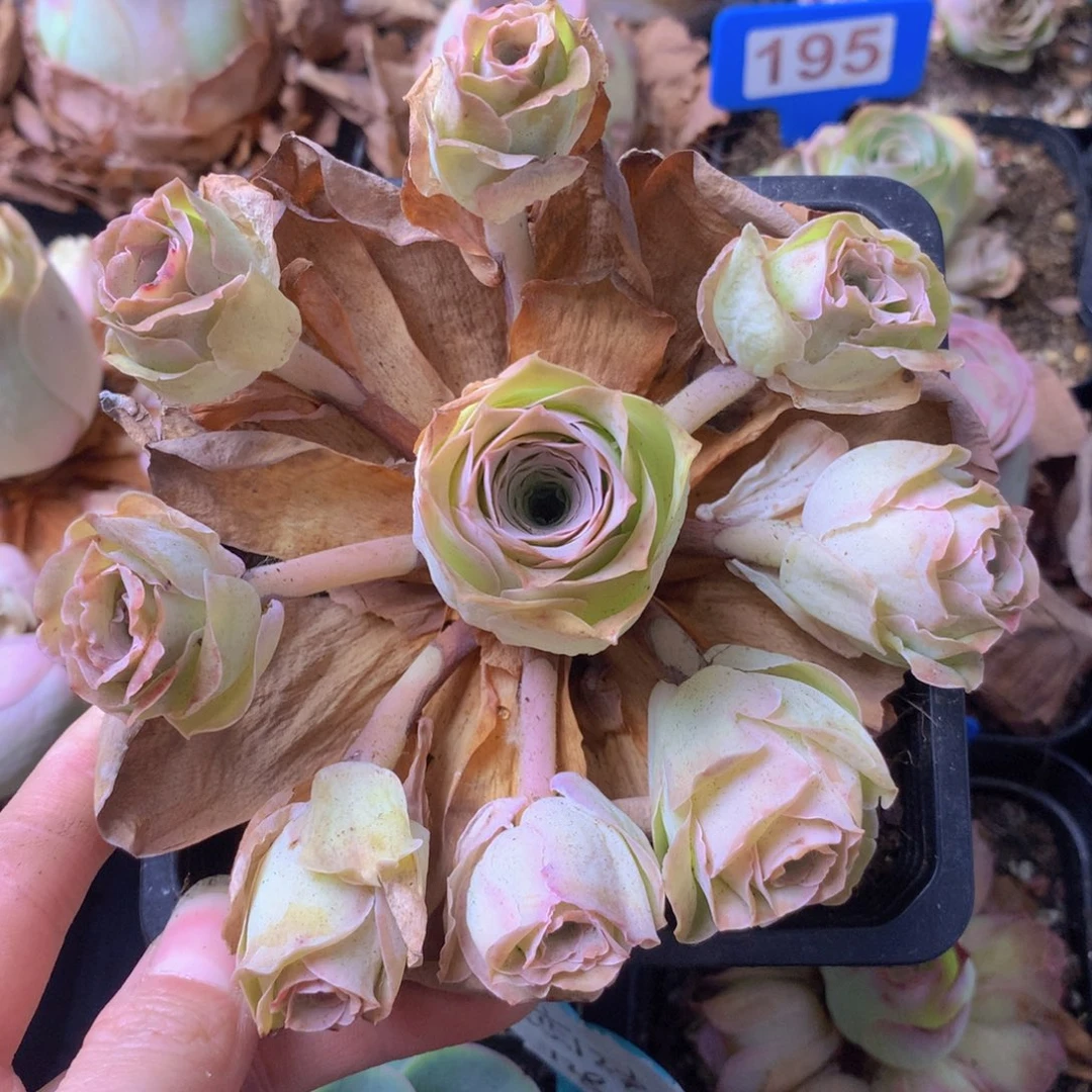 一物一拍星辰清秋355