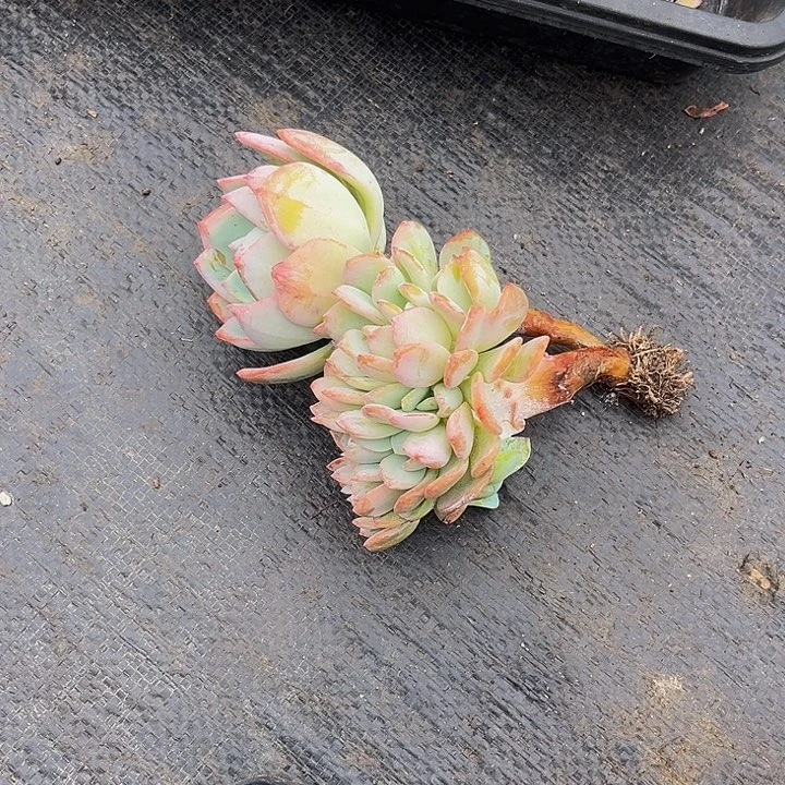 多肉植物白月光朵朵