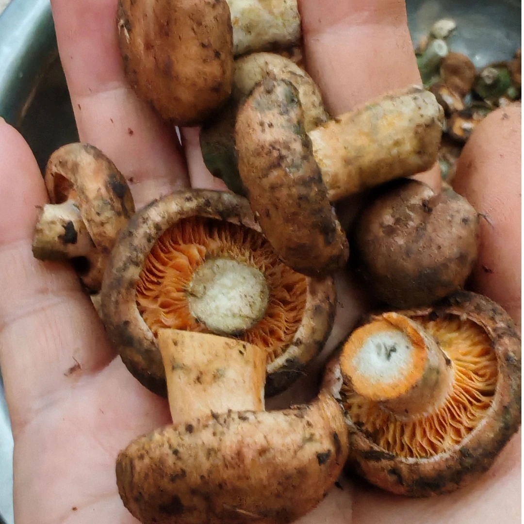 新鲜野生枞菌湖南深山现采煲汤食材真空包装包邮