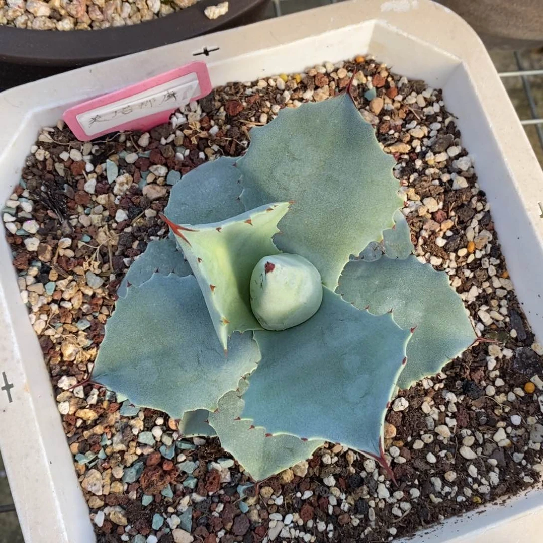 爱**子龙舌兰关塔那摩B-26.1.4