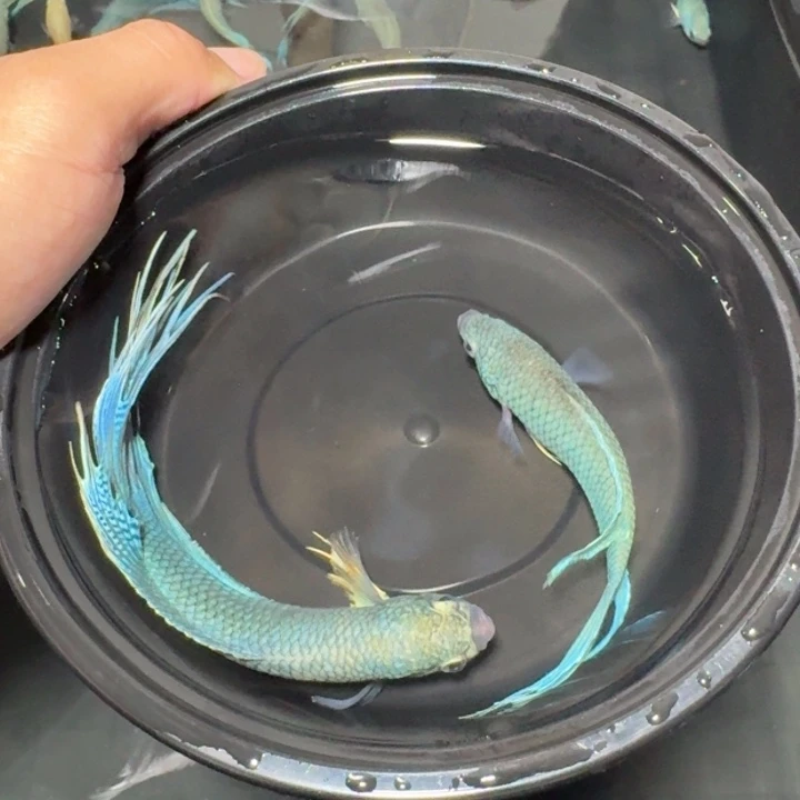 斗鱼直播间对图无纹蓝12