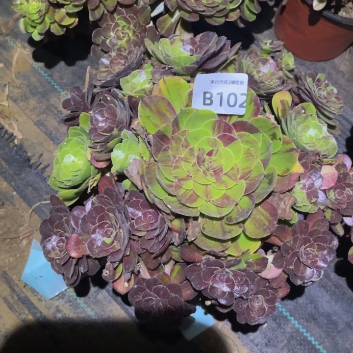 花月夜多肉植物102