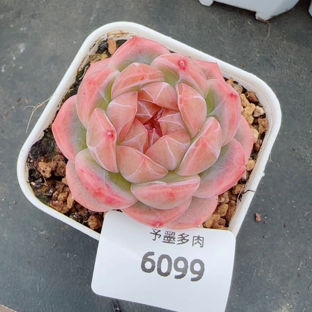 栀子花，6099多肉植物