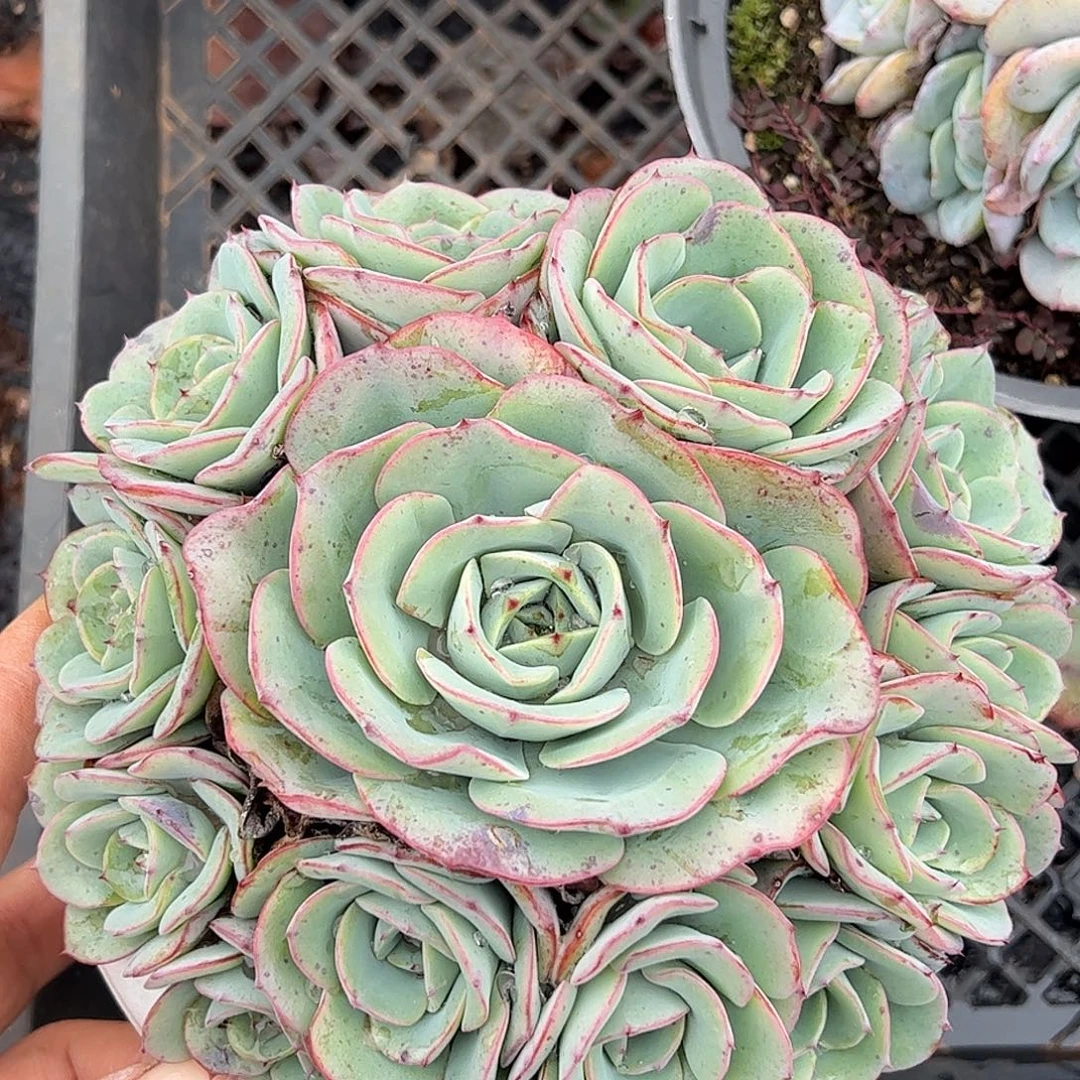 奶油黄桃，一物一拍