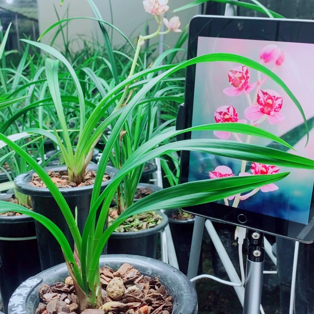 当前无花栽培后可以开花