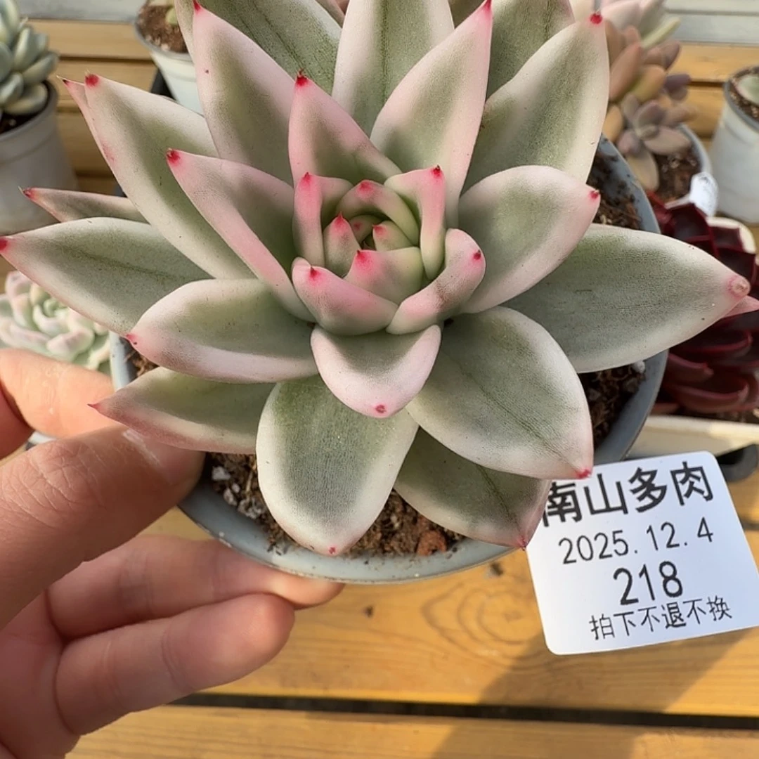 雪白玛丽亚锦111124-21
