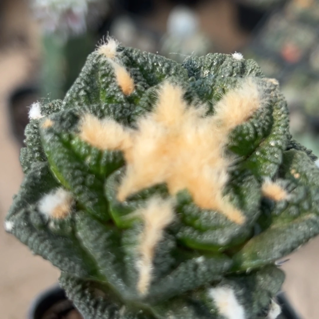 无花朵绣普苗接隔尤辛顿牡丹742