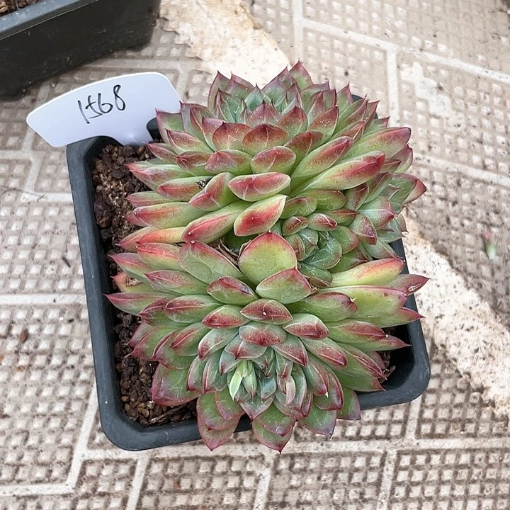 薇薇安园艺多肉1568