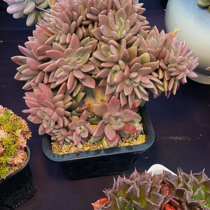 柔***柔寄养桃花源寄养桃花源