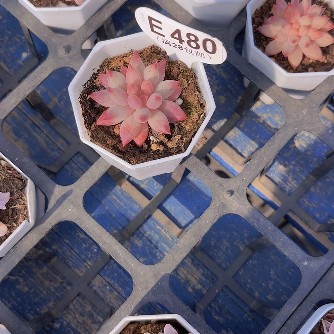 财***尖E480虞美人一物一拍