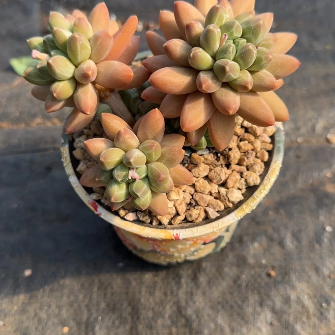 媛*?兴兴园艺 多肉植物