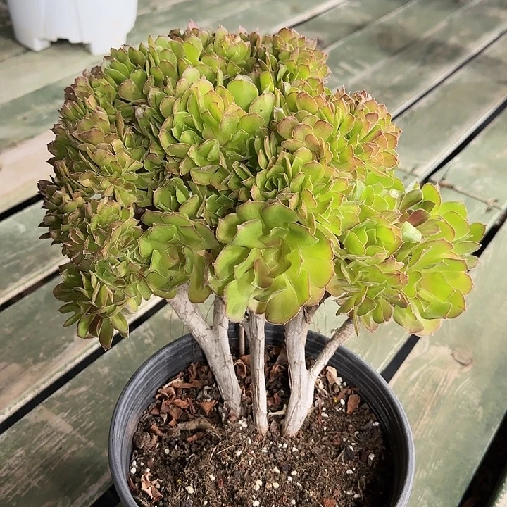 法师多肉植物福利