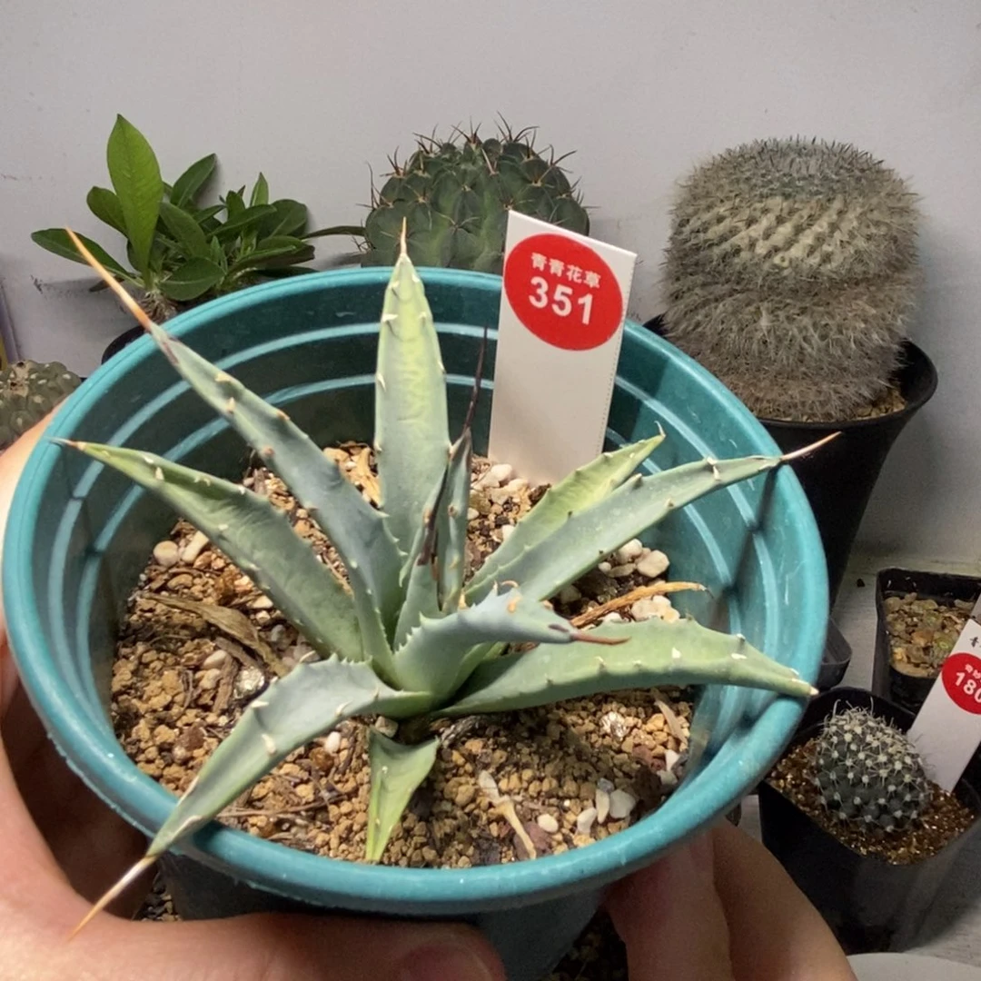 曲刺妖炎一棵仙人球