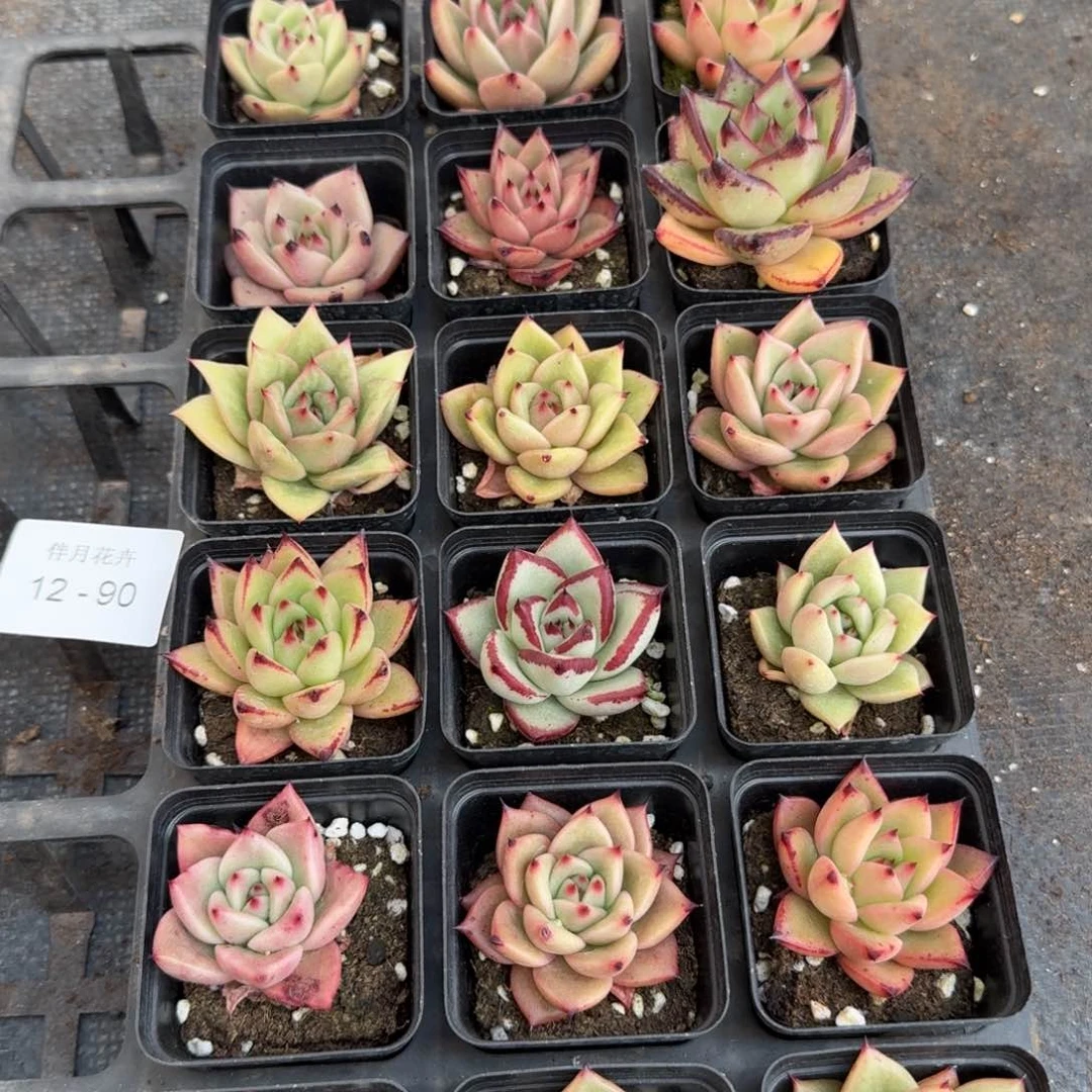 东云18颗量拍12-90