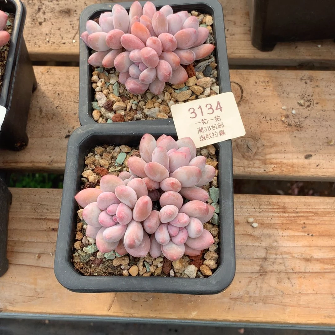 8.5厘米三头香水两颗3134