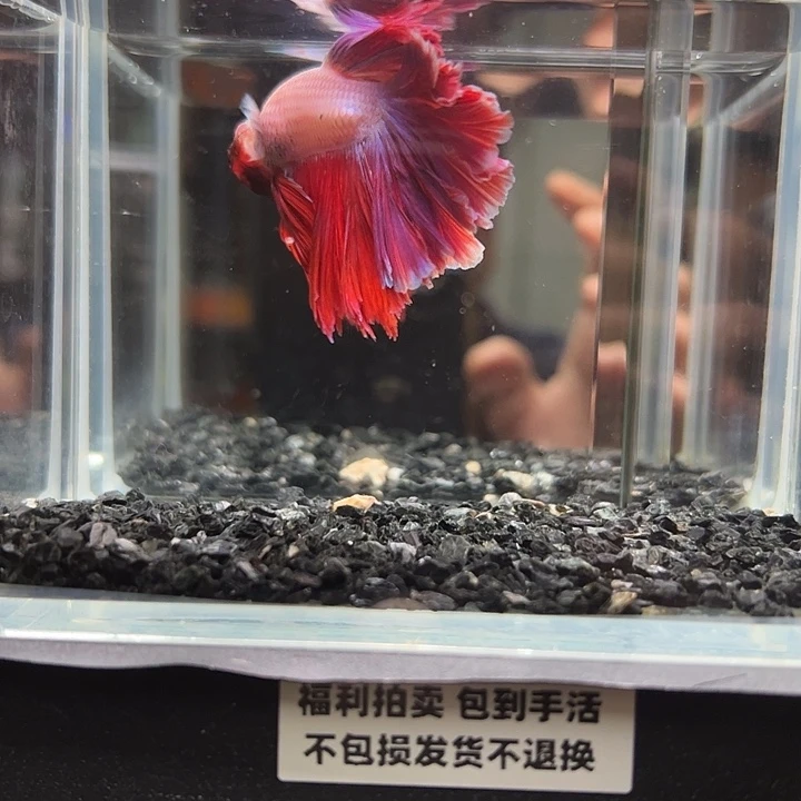 斗鱼跑單拉黑25日72